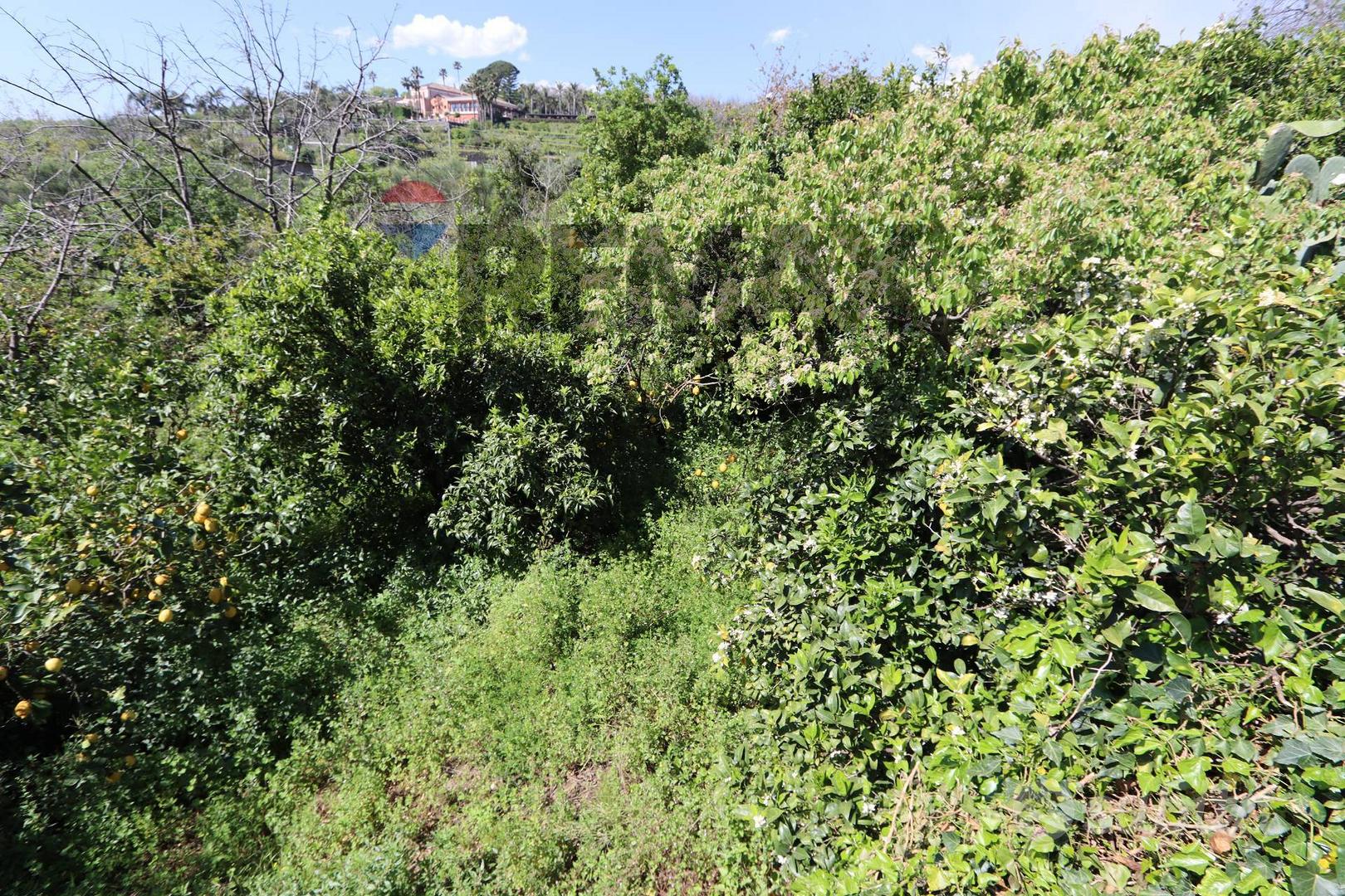 Terreno - Fiumefreddo di Sicilia - Vista 3