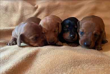 Cuccioli di bassotto