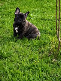 Ultimo maschio di Buldog francese pedigree