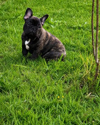 Ultimo maschio di Buldog francese pedigree