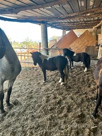 Pony