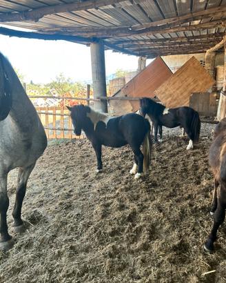Pony