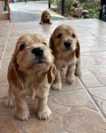 Cocker Spaniel maschietti