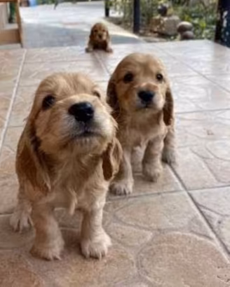 Cocker Spaniel maschietti