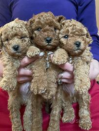 Cuccioli barboncino