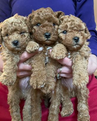 Cuccioli barboncino