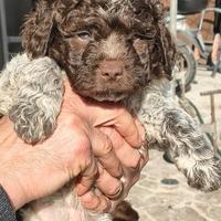 Cuccioli di Lagotto Romagnolo con pedigree ENCI