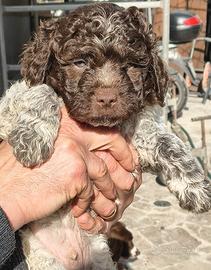 Cuccioli di Lagotto Romagnolo con pedigree ENCI