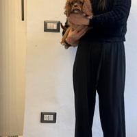 Cavalier King Ruby taglia piccolissima disponibile