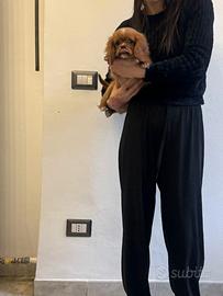 Cavalier King Ruby taglia piccolissima disponibile