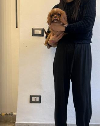 Cavalier King Ruby taglia piccolissima disponibile