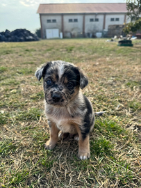 Cuccioli di epagneul breton