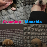 American bully exotic