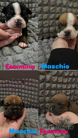 American bully exotic