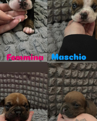 American bully exotic