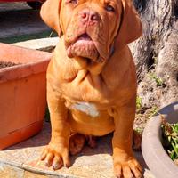 Dogue de bordeaux