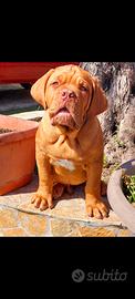 Dogue de bordeaux