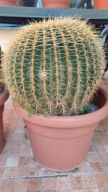 Cactus- cuscino della suocera