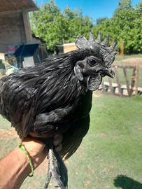Gallo Cemani