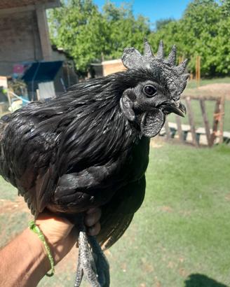 Gallo Cemani
