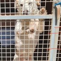 Roy simil labrador 25/30 kg 6 anni