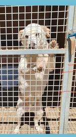 Roy simil labrador 25/30 kg 6 anni