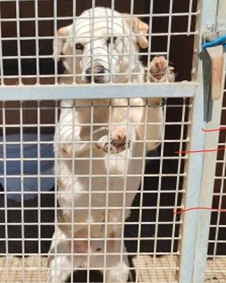 Roy simil labrador 25/30 kg 6 anni