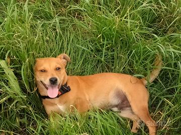Cagnolino taglia piccola