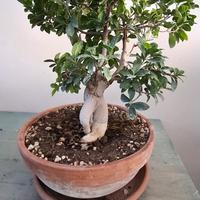 Bonsai