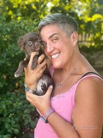 Chihuahua pelo lungo prezzo shock PEDIGREE RIBASSO
