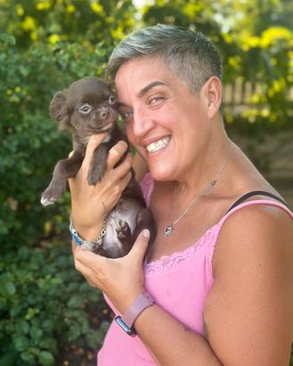 Chihuahua pelo lungo prezzo shock PEDIGREE RIBASSO