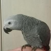 Cenerino coda rossa allevato a mano