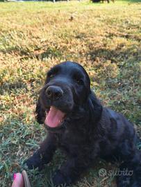 Chocker Spaniel con Pedigree Enci