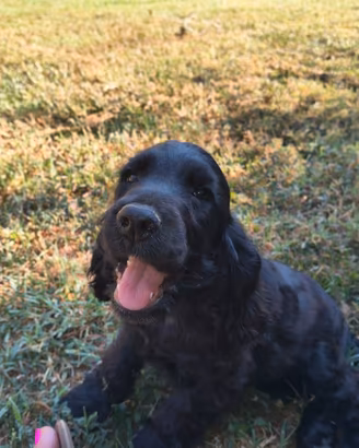 Chocker Spaniel con Pedigree Enci