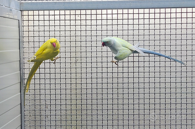 Parrocchetto dal collare