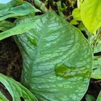 Monstera Dubia 