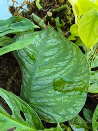 Monstera Dubia 
