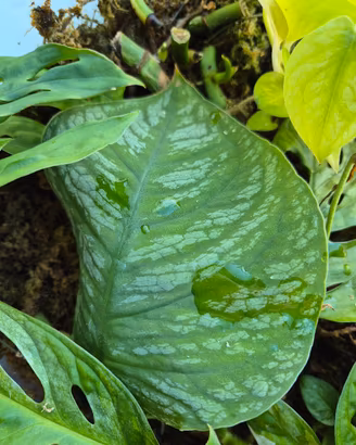 Monstera Dubia 