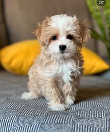 Maltipoo particolor