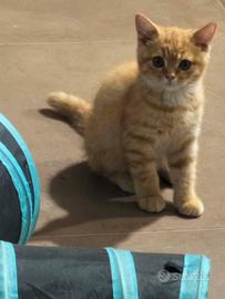 Ultimo gattino disponibile