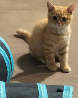 Ultimo gattino disponibile