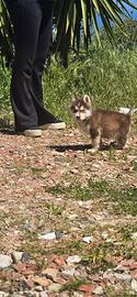 Siberian husky