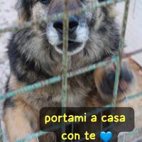 Argo e' un pastorino di 8 anni