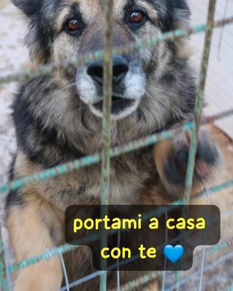 Argo e' un pastorino di 8 anni