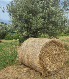Rotoli di Fieno