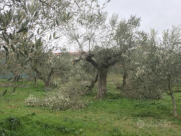 Terreno Agricolo Canosa di Puglia