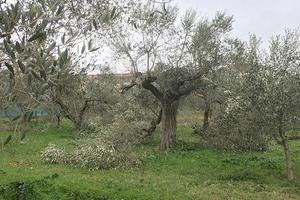 Terreno Agricolo Canosa di Puglia
