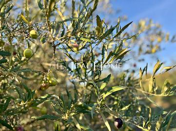 Terreno Agricolo - Alghero