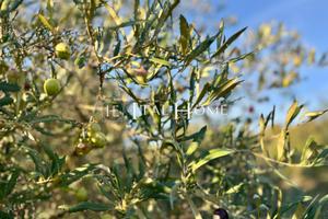 Terreno Agricolo - Alghero