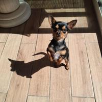 Chihuahua pelo corto